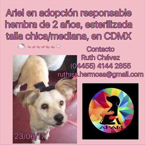 APAMDif's tweet photo. Ariel en adopción! Hermosa nena de 2 años busca hogar! Date la oportunidad de amarla!
#AdoptaNoCompres 
#Adopta 
#adopcion 
#APAMDif https://t.co/66rZ4kbBVT