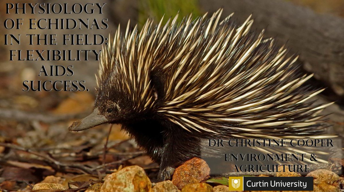 Excited about #IMC12 next week. Will be talking about #echidnas in the Wild Physiology Symposium. #Physiology #Mammalogy