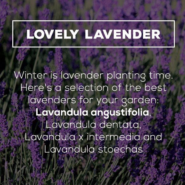 Life is a Garden tweet media