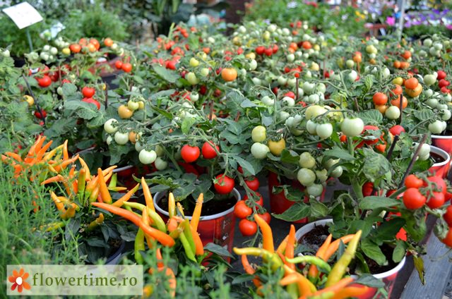 FlowerTimeCluj's tweet photo. Ornamentale sau comestibile? Tu în ce scop ți-ai dori să folosești aceste legume la ghiveci?🙂🍅🌶️
#ardei #roșii_la_ghiveci #Flower_time https://t.co/u60ah2vL96