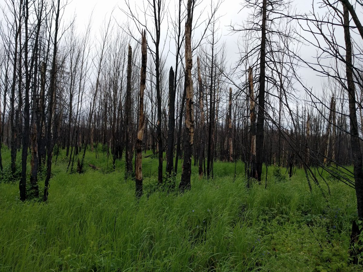 WoodwellClimate's tweet image. New study shows increasing number of thunderstorms - and related fires - as a result of climate change: whrc.org/new-study-show…