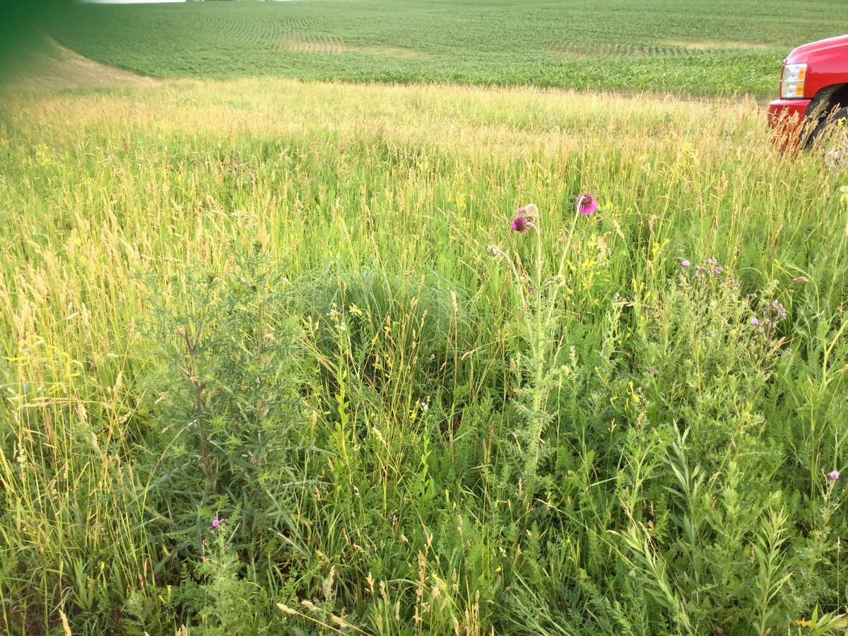 ClaytonCrops's tweet photo. Learning our thistles a couple weeks ago! Left to right: bull thistle, musk thistle, and the Canada thistle! https://t.co/xVbyjsTmJ8