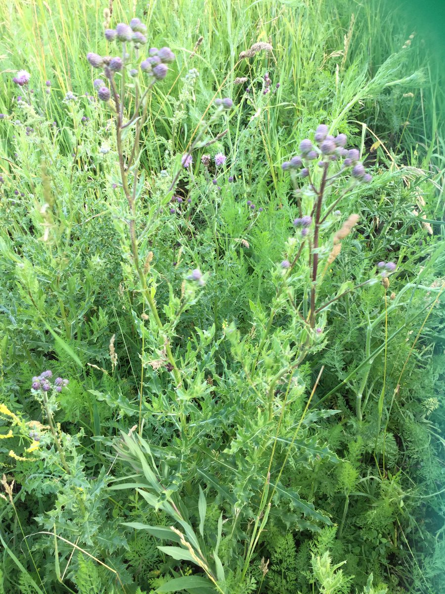 ClaytonCrops's tweet photo. Learning our thistles a couple weeks ago! Left to right: bull thistle, musk thistle, and the Canada thistle! https://t.co/xVbyjsTmJ8