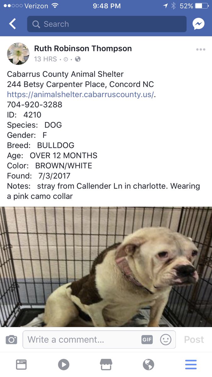 IS THIS YOUR DOG?? She was found over the weekend in CLT. Still has a collar so hoping someone is looking for her. Spread the word!