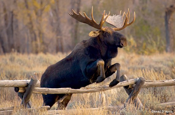 DMooreorless's tweet image. MOOOOOOOOSE DONG!!#Royals