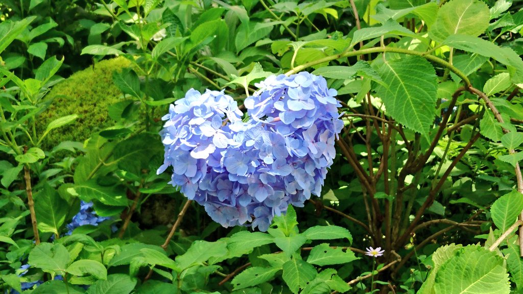 じゅんいちダットサン 大原三千院の紫陽花が見頃 ハート型のやつをゲット T Co Onlpkxdsn6 Twitter じゅんいちダットサン 大原三千院の紫陽花が見頃 ハート型のやつをゲット T Co Onlpkxdsn6 Twitter