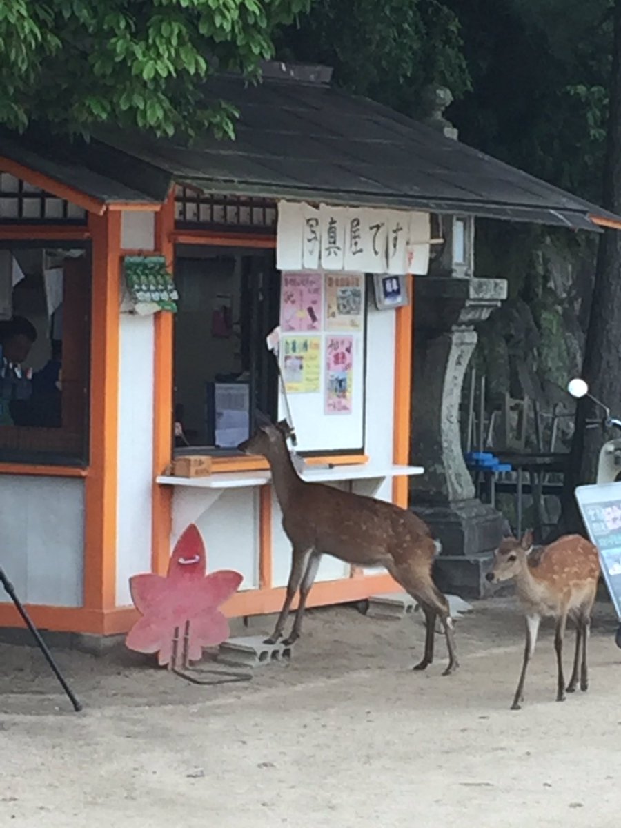 2DrSCarter's tweet photo. Being a tourist today #miyajima #JCCINY2017 #USEducatorsProgram https://t.co/hxGGqUyjnN
