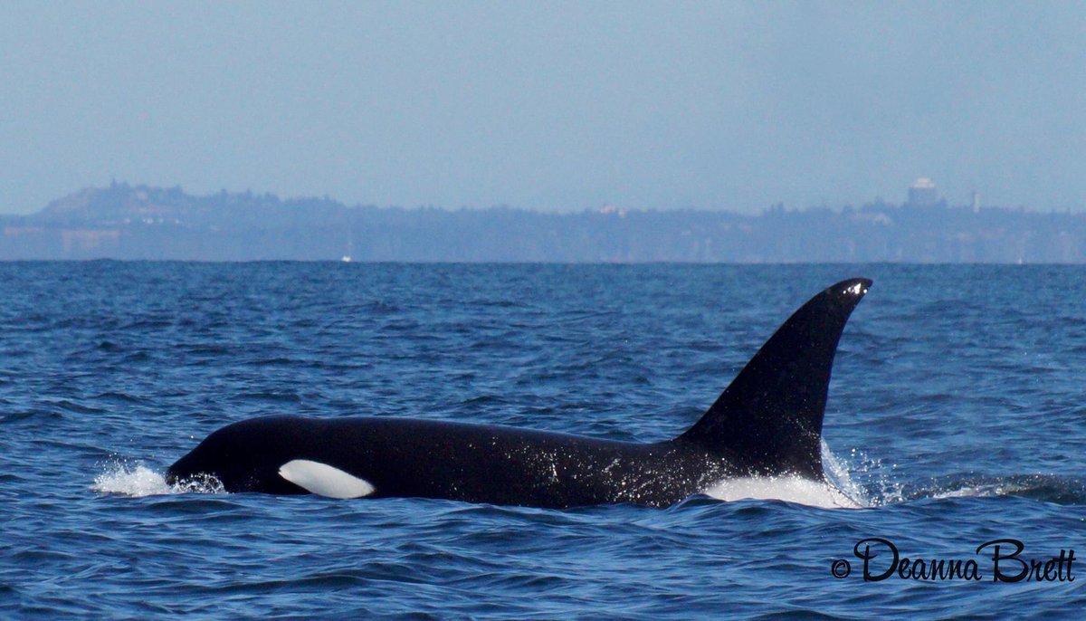 LoveSooke's tweet photo. Today with @sookewhale 😃 https://t.co/kRU9PcsA0D