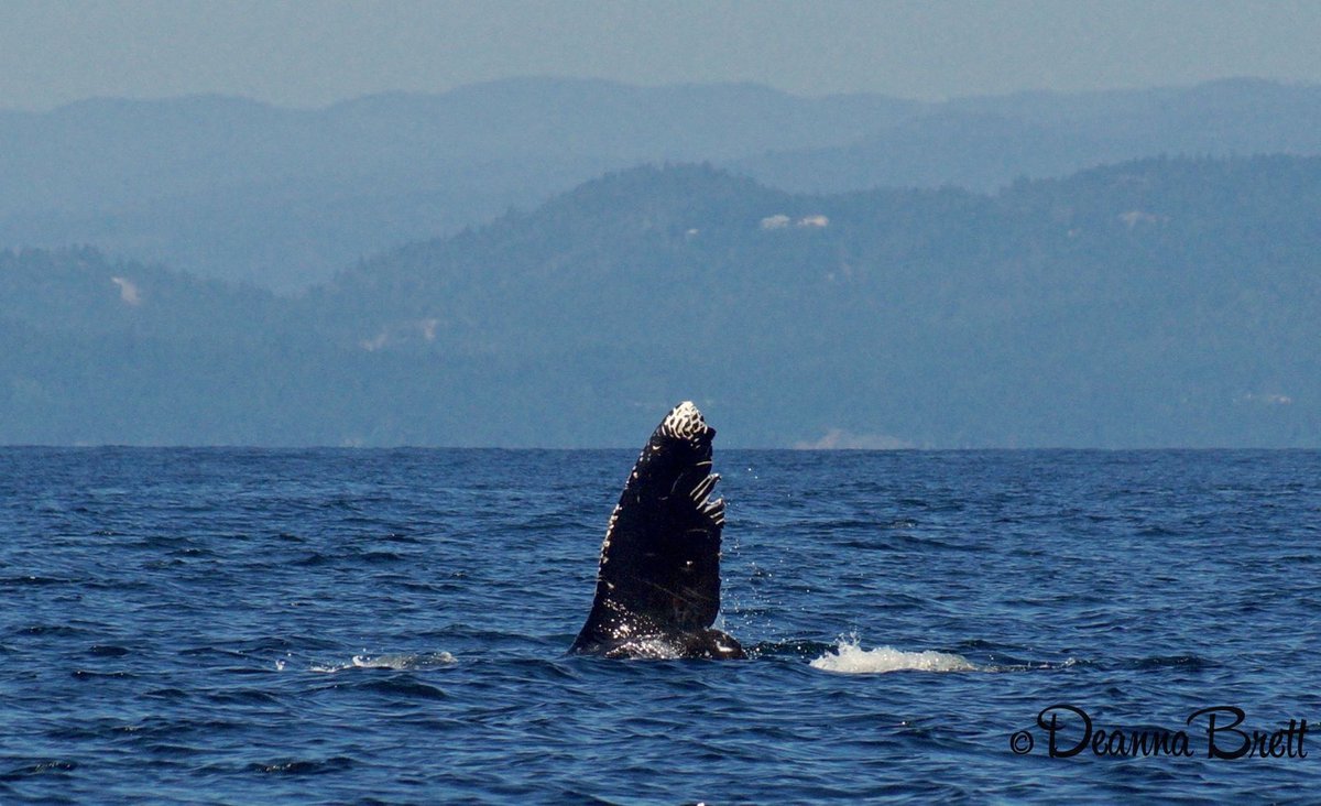 LoveSooke's tweet photo. Today with @sookewhale 😃 https://t.co/kRU9PcsA0D