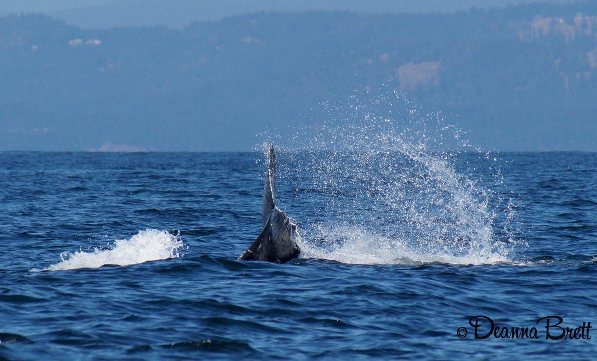 LoveSooke's tweet photo. Today with @sookewhale 😃 https://t.co/kRU9PcsA0D
