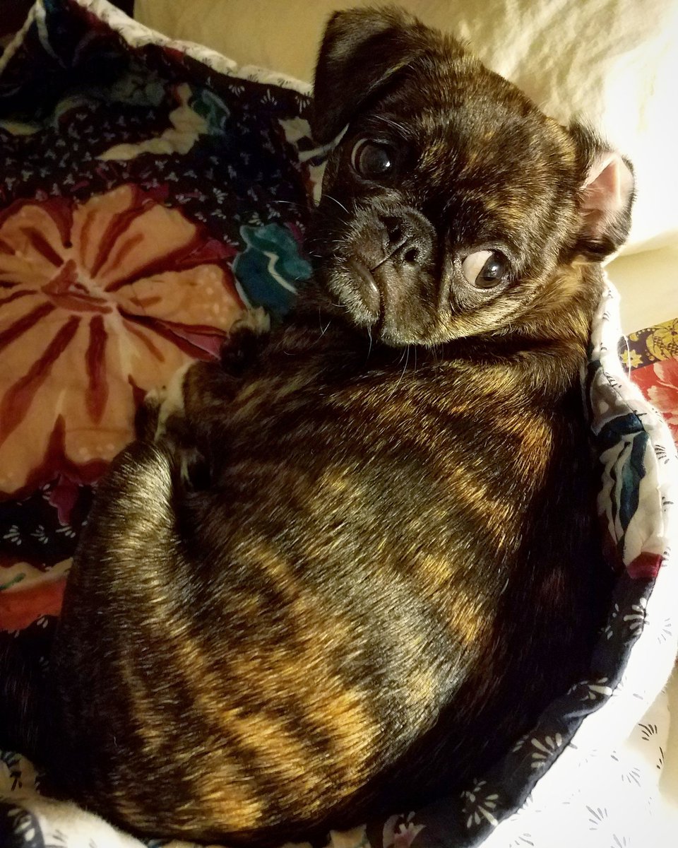 funaek's tweet photo. "Don't move me into the crate. Please! Pretty please with a cherry on top?" #istonightthenight sleepypuppy #butsheisalsonaughty https://t.co/J8ScRNfhnL