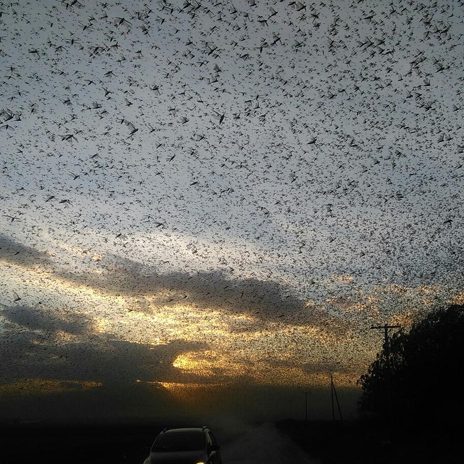 hector73chaco1's tweet photo. Invasión de langostas en la zona del sudoeste de Charata Chaco.

FOTO HECTOR MORALES https://t.co/R76avwvEd7