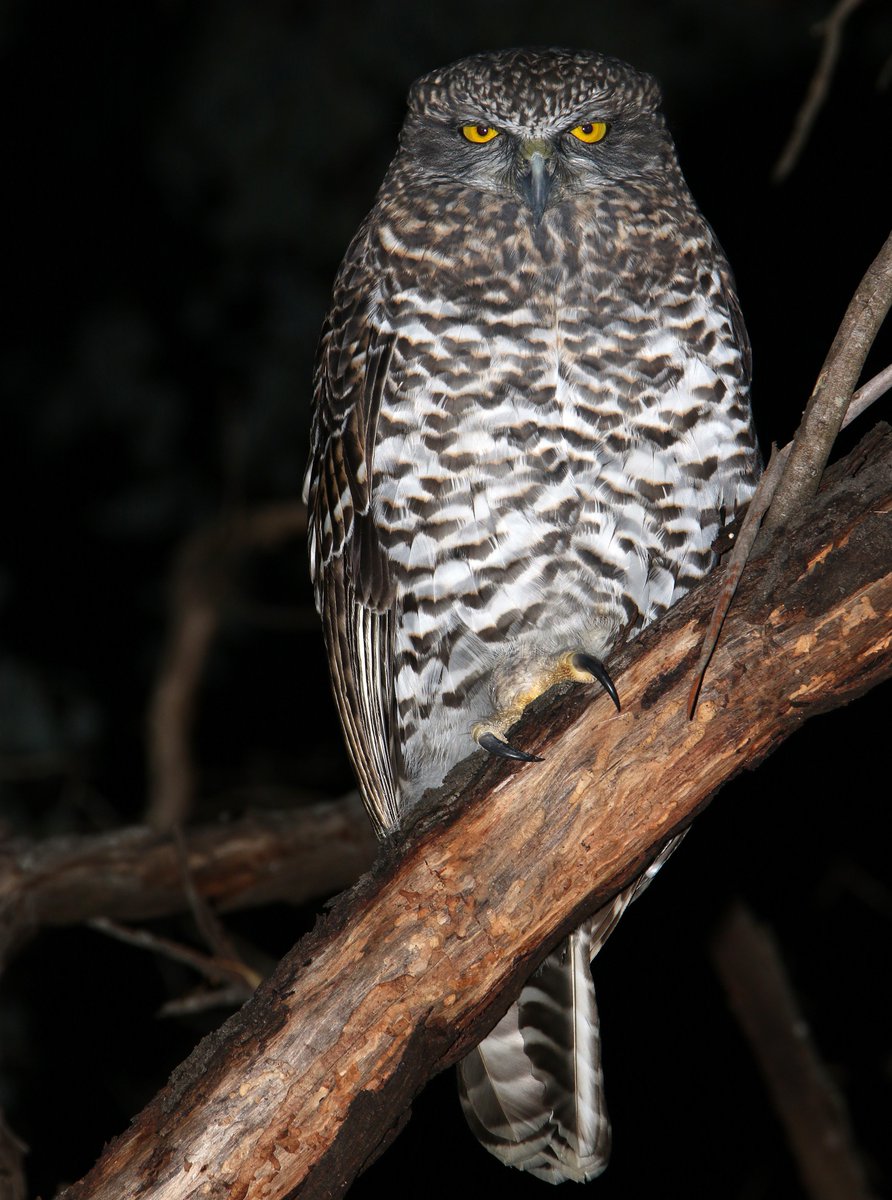 John White Wildlife tweet media