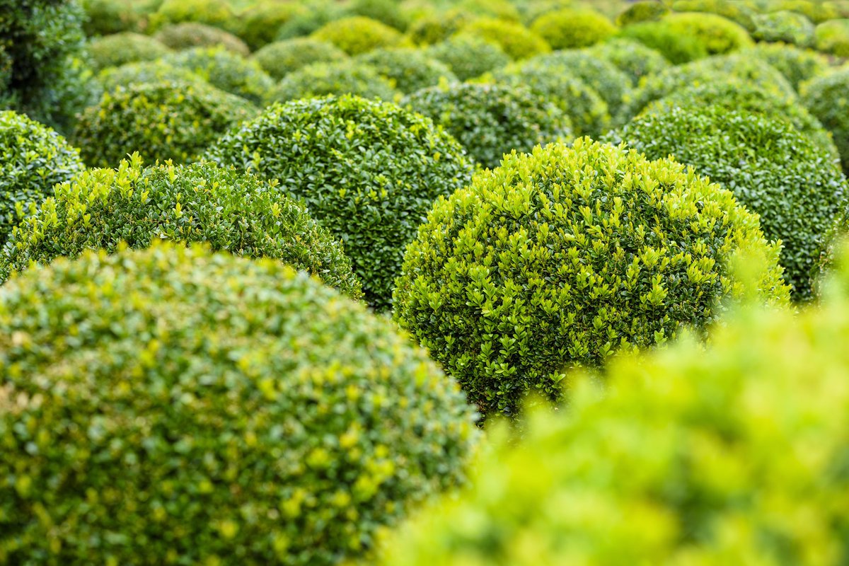 самшит буксус вечнозеленый. самшит буксус вечнозеленый. вечно зеленые. самшит вечнозелёный. самшит вечнозеленый блауэр хайнц.