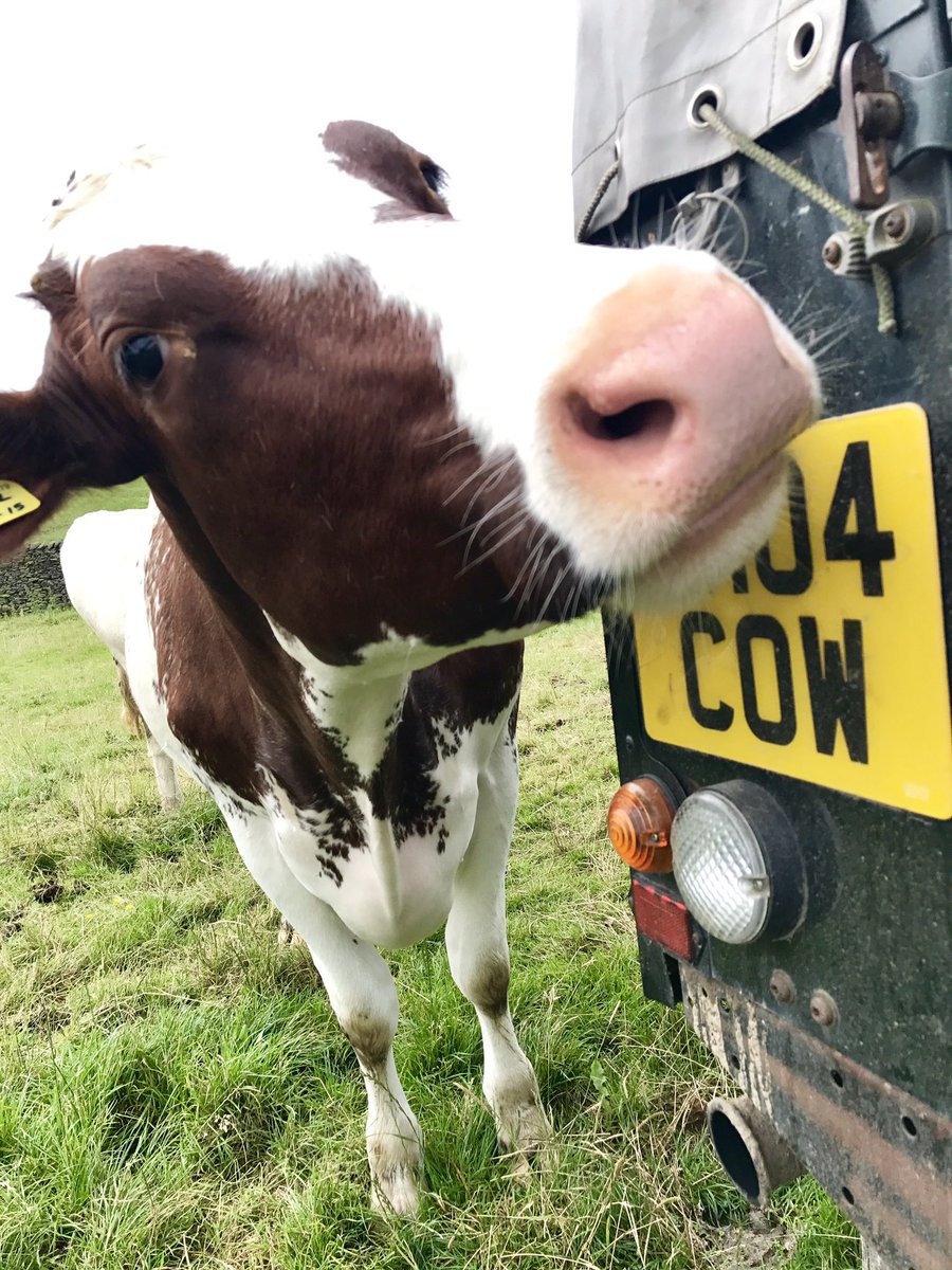 JRfromStrickley's tweet photo. Yes, this is for me, I'm a cow 🐮 https://t.co/7mGXtWo5oQ