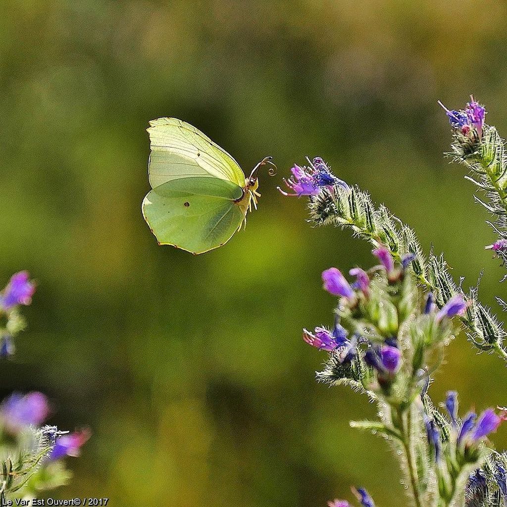 LeVar_EstOuvert's tweet photo. •
🇫🇷 L'effet papillon...
📍#Rougiers - Vallon De Guillandière - (Var) -
🇬🇧 The butterfly effect ...
•
#Senvoler #bu… https://t.co/kPF3qydcZA https://t.co/WIiBEyBN8d