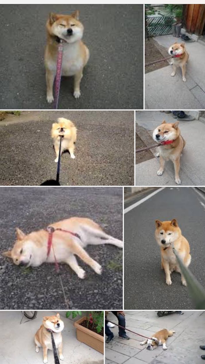 Uzivatel Caikot Na Twitteru 最近ご近所さんが柴犬の子犬を飼い始めたんだけど お散歩が嫌いみたいでいつもふてくされながら抱っこされていて 帰りは嬉しそうに一目散に帰って行くのがかわいすぎる 思わず 散歩嫌がる犬 で画像調べてしまってさらに和みました