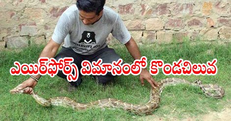 sakshinews's tweet image. ఎయిర్‌ఫోర్స్‌ విమానంలో కొండచిలువ 
sakshi.com/news/national/…
#IndianRockPython #AirForcePlane