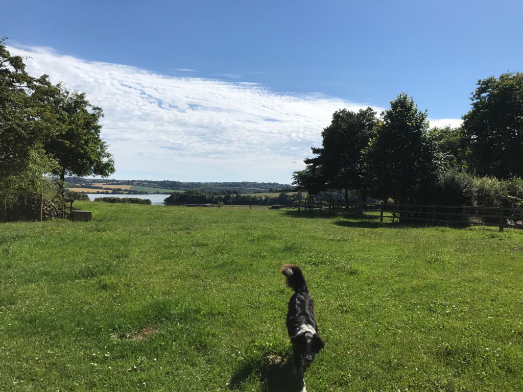 Shillingham's tweet photo. Stunning morning on the #farm The dogs loving life in the sun. #summer #shillingham #sun https://t.co/6j0MbRTYMq