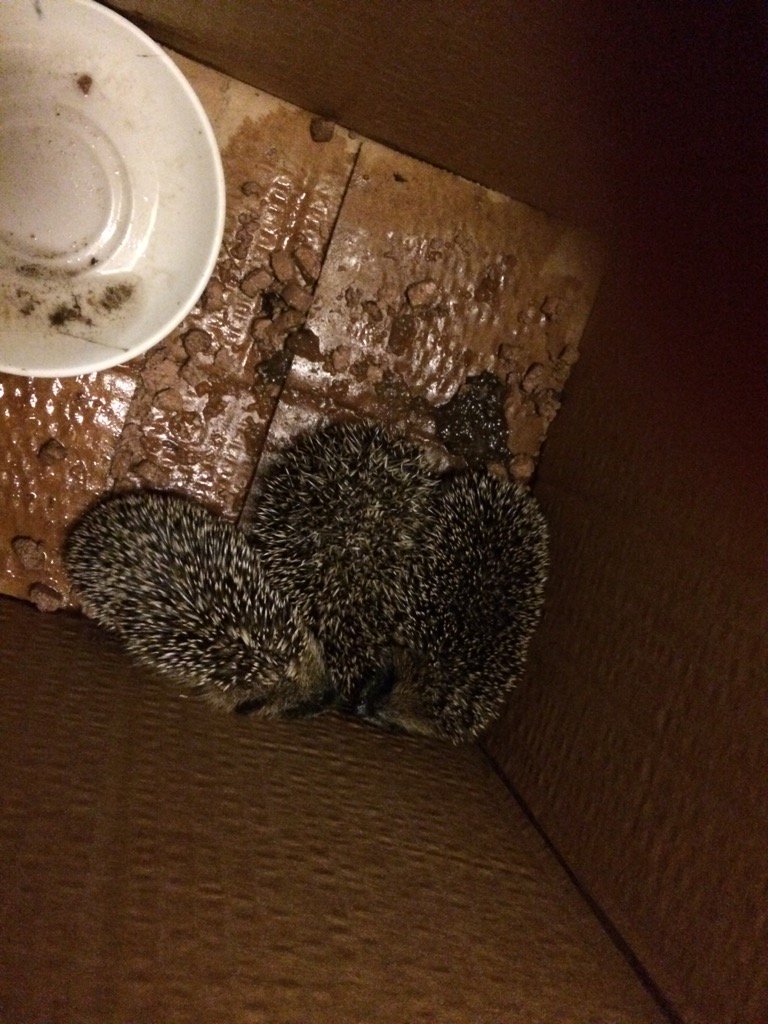 Roger Start tweet media