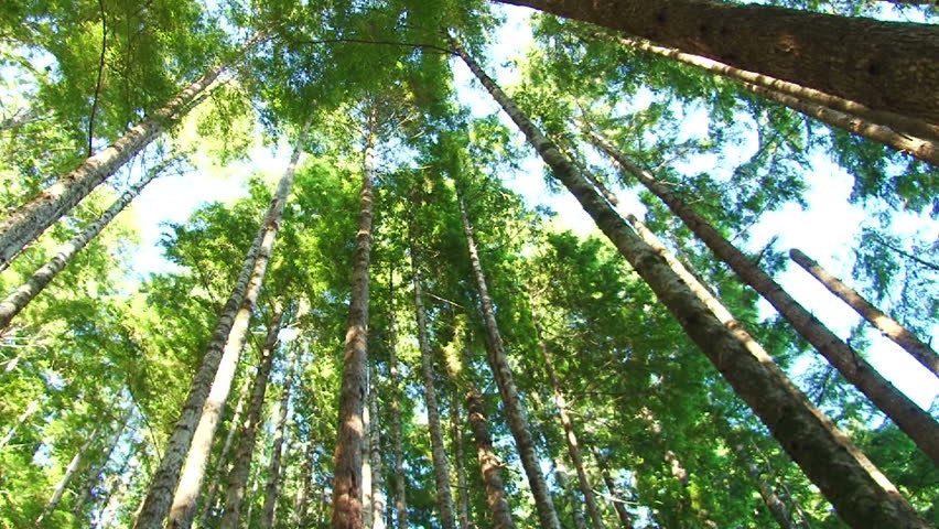 TheStreamHOP's tweet image. #CedarsOfLebannon #cleanandcrisp #fragranceofChrist