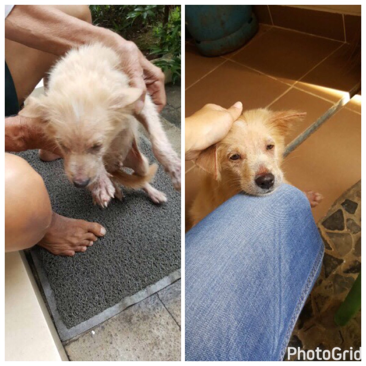 LetsAdoptInd's tweet photo. Dog found. Rescued &amp; checked by the vet, now this 4-month-old dog needs a home. Loc: Gading Serpong. Contact: Leeya 0818720767/081290888863 https://t.co/VgcQ1asruY
