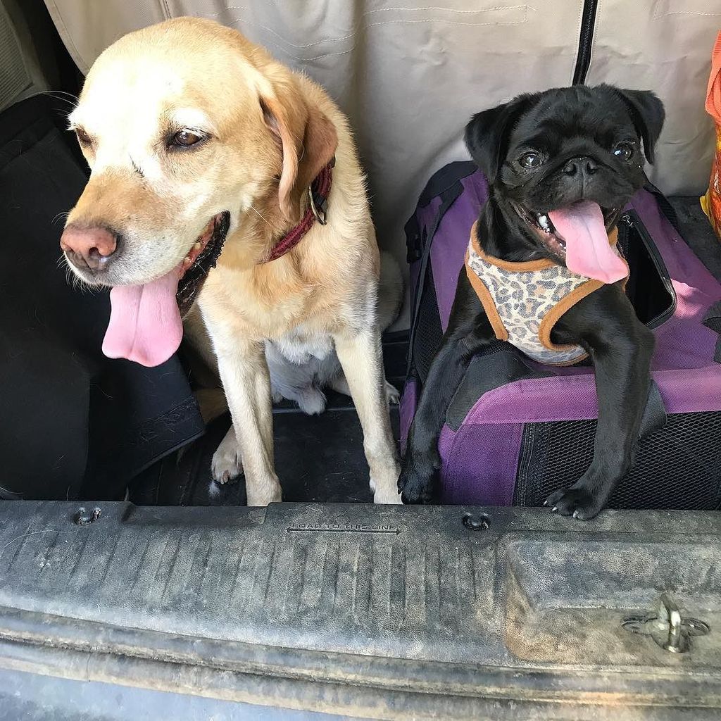 Stormsy24's tweet photo. 'They see us rollin, they hatin, trying to catch me ridin dirty🎵' #pugsofinstagram #blackpugpuppy #blackpug #labradors #labstagram #labsofi… https://t.co/2m1s66WDCX