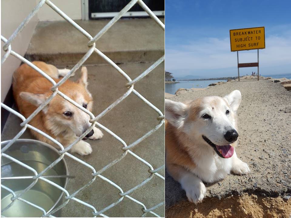 DailyPuppers's tweet photo. https://t.co/Rnp9ERWDA7