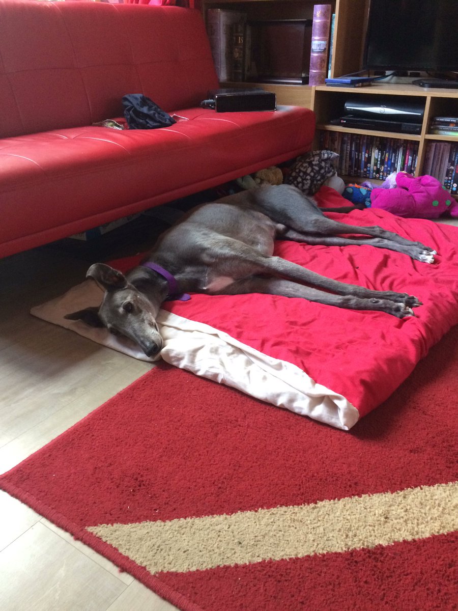 BrennTheDog's tweet photo. I want toast... but I'm not moving 😓 #dogsoftwitter #lazydog https://t.co/9XaQW3gYui