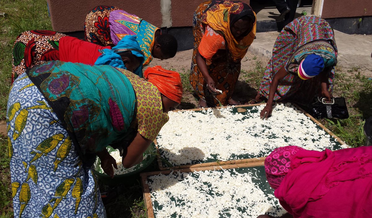 CVM_APAtanzania's tweet photo. @CVM_AN activities in #Bagamoyo District, #Training on Cassava processing with #factory machinery for 30 people, #women and men. @FOCSIV https://t.co/jbVAcNEMMN