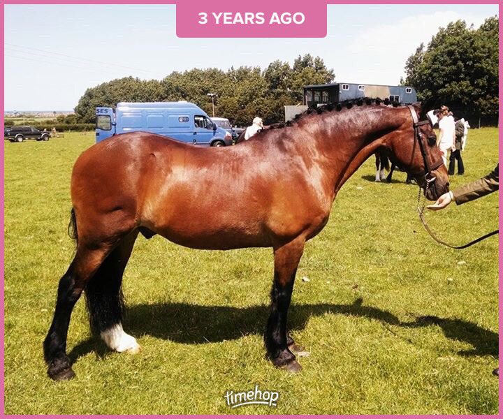 Miss this pony every day - this was his last show age 33 and won both the veteran and hunter classes 💔 #horsehour #ponyhour <a href="/Vethorsesociety/">VeteranHorseSociety</a>