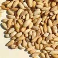 gnfcneemproject's tweet photo. Manufacturer of #Neem #Products - #NeemOil, #NeemCake, #NeemSeed, #NeemUrea and other #neemproducts offered by #GNFC https://t.co/TABJhabjJC https://t.co/3FtUNO0sAd