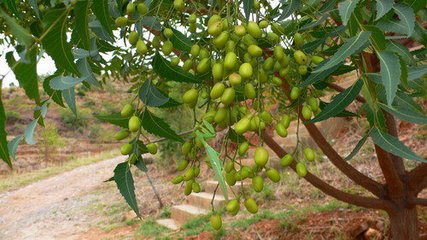 gnfcneemproject's tweet photo. Manufacturer of #Neem #Products - #NeemOil, #NeemCake, #NeemSeed, #NeemUrea and other #neemproducts offered by #GNFC https://t.co/TABJhabjJC https://t.co/3FtUNO0sAd