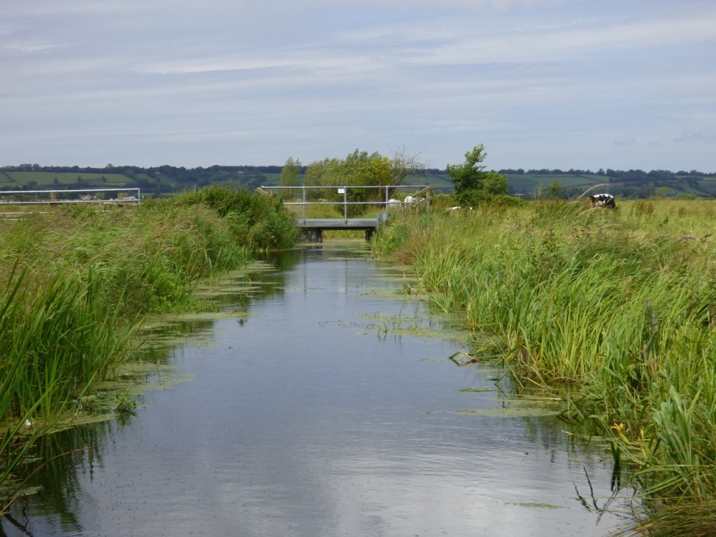 lovethelevels's tweet image. All credit to those managing water levels on the world-class #SomersetLevels #wetlands during these dry times @waterlevels @EnvAgencySW