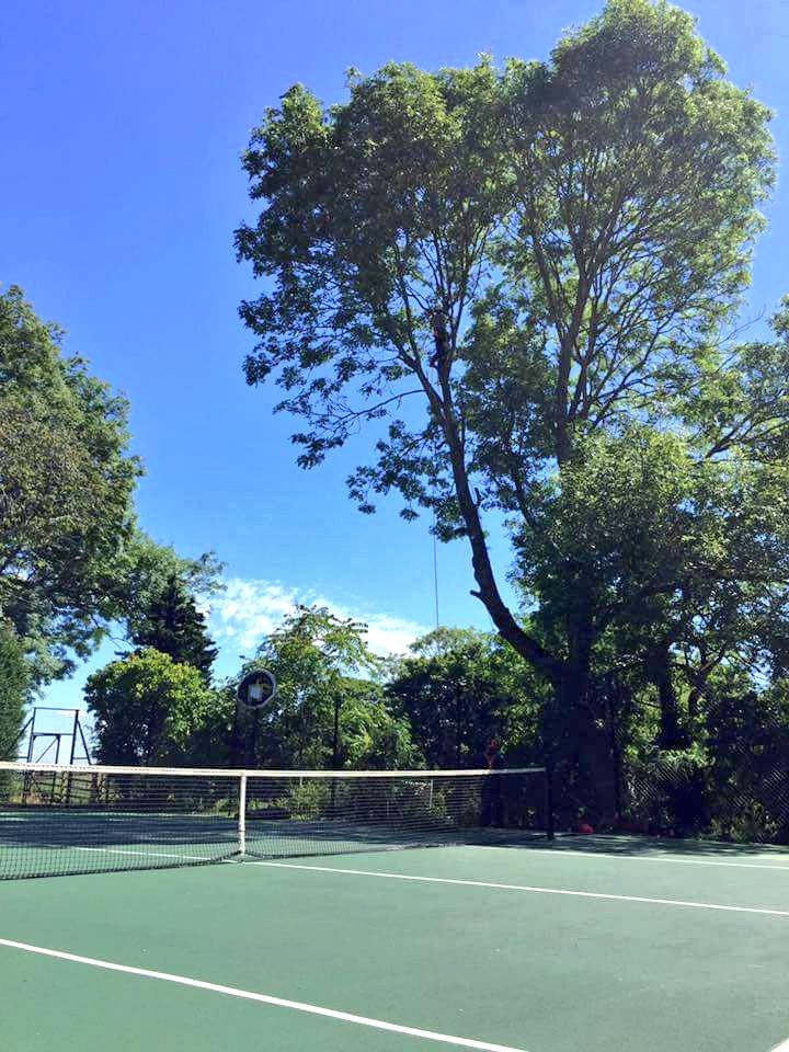 dangeruss777's tweet photo. Might not be centre court #Wimbledon but got a pretty good view of the πΎ court on yesterday's #treesurgery jobπ³#Arbatwork #Arborist #Arblife https://t.co/2uKKTYuoSe