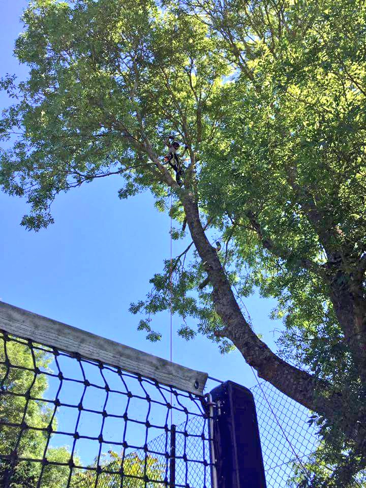 dangeruss777's tweet photo. Might not be centre court #Wimbledon but got a pretty good view of the πΎ court on yesterday's #treesurgery jobπ³#Arbatwork #Arborist #Arblife https://t.co/2uKKTYuoSe