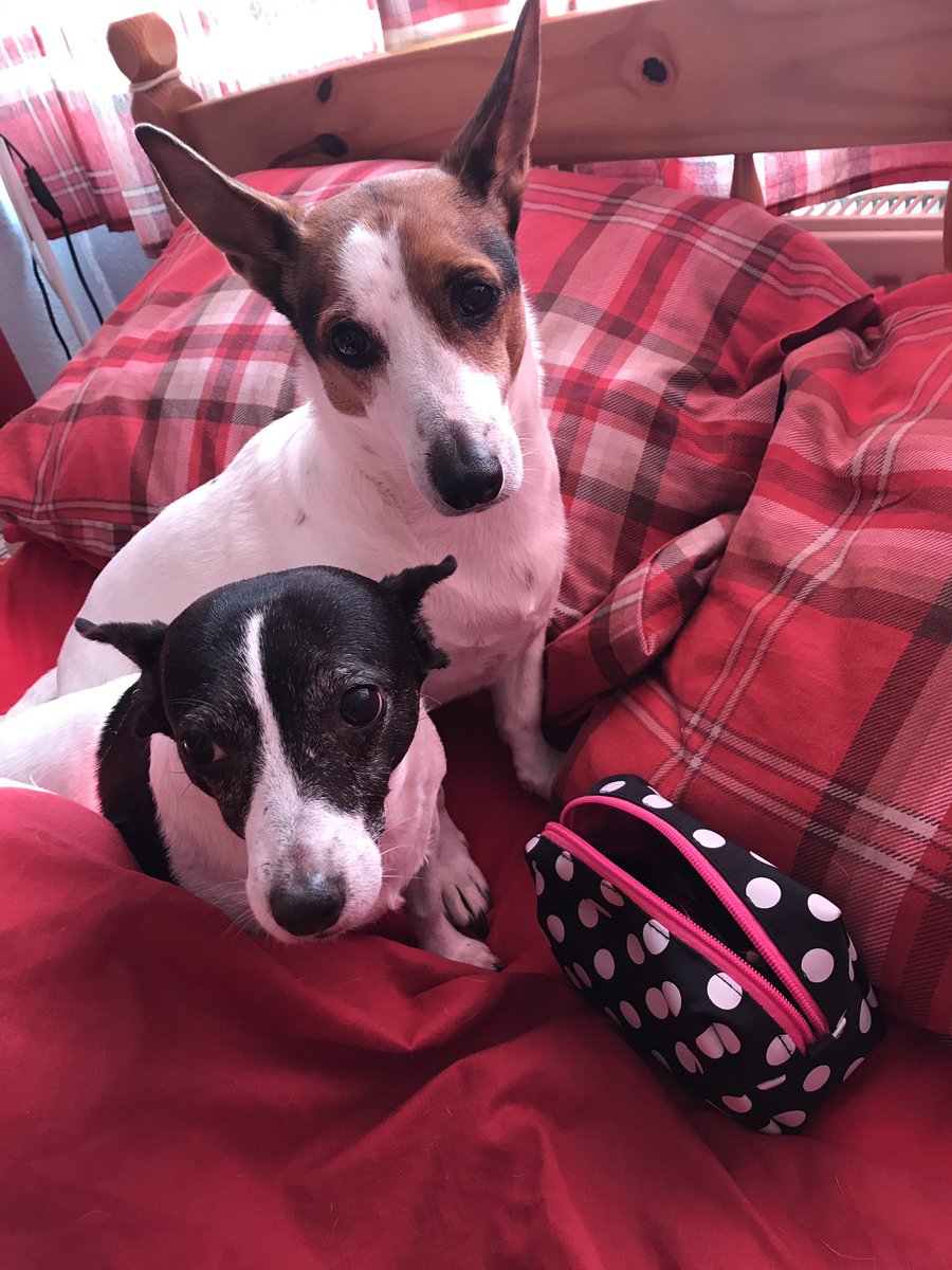 KMayClem's tweet photo. My glamorous #makeup assistants today! Their feel they have their work cut out 😂 #lookingruff #RescueDogs #jackrussells https://t.co/w6B2mIieeR