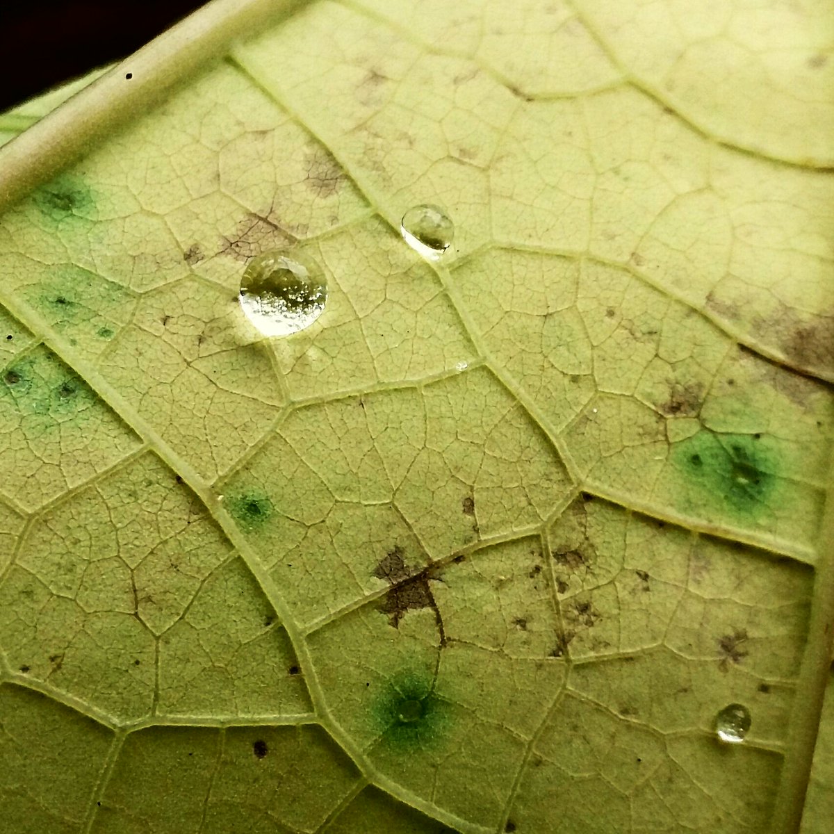 bukidru's tweet photo. Snapped this at the farm 2 months ago using my smartphone. There's a tiny galaxy in that thing. lol

#photography #NaturePhotography #leaf https://t.co/HendHf7jAD