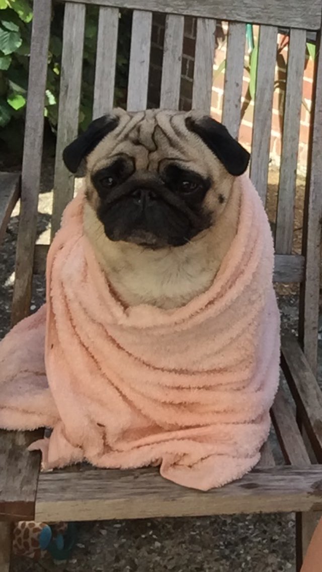 Chester_da_Pug's tweet photo. Rather enjoying this sunny weather here in UK! I feel like I'm in a Star Wars movie! https://t.co/7FHDNA4d1S