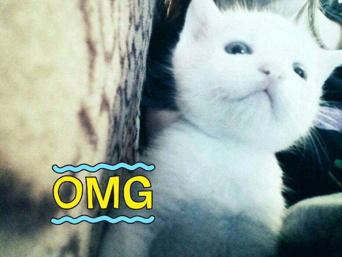 _Gelya_may22's tweet photo. Мой котэ словно новый мемес 😺
Типа -  'Вот это поворот🙀' https://t.co/0Rw52dXh9W