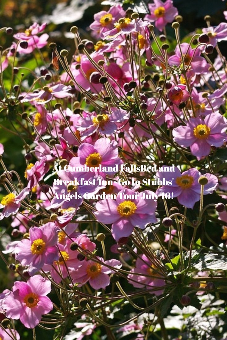 At Cumberland Falls tweet media