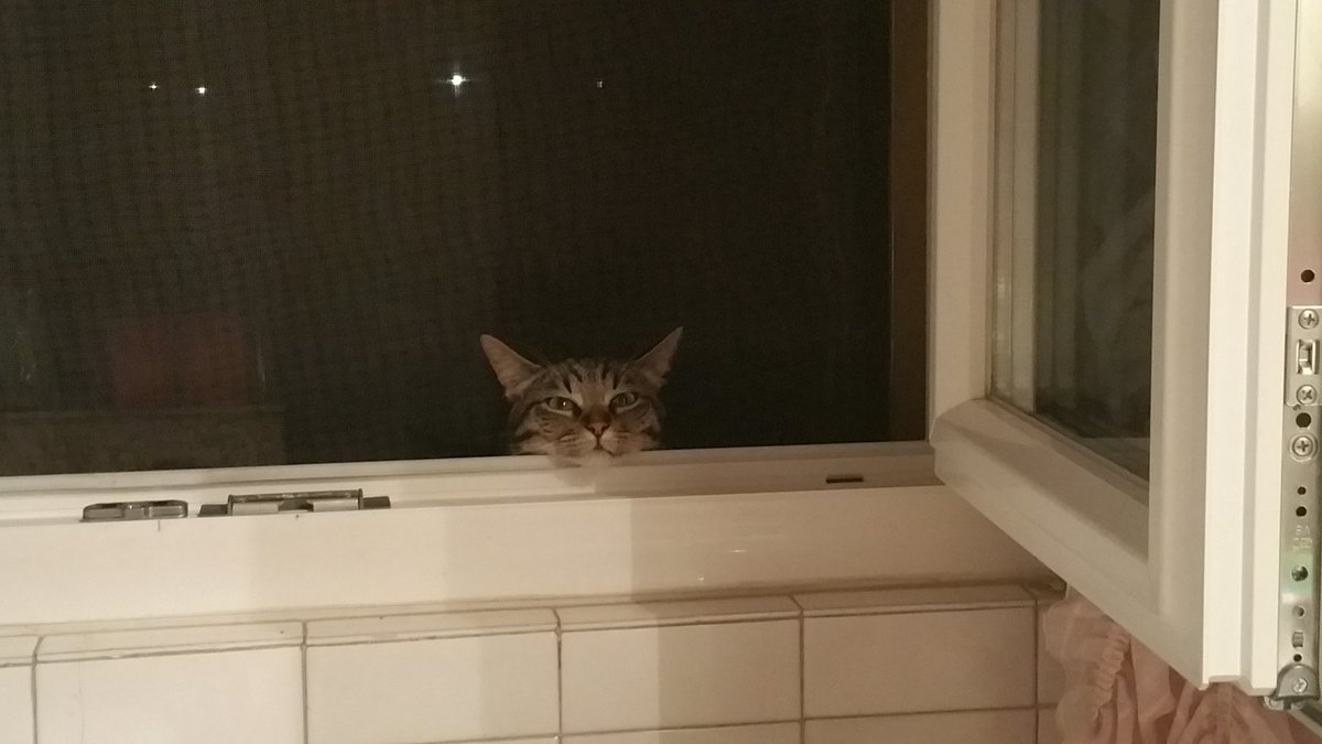 patribs60's tweet photo. #micina#curiosa#amoredimamma#ciccinabella#😘😘😍😍😺😺😺👀👀👀🐾🐾 https://t.co/W5lfHbqUmb