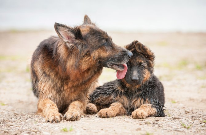PolydogGames's tweet photo. Apparently it's #InternationalKissingDay https://t.co/o7E26oUkzs