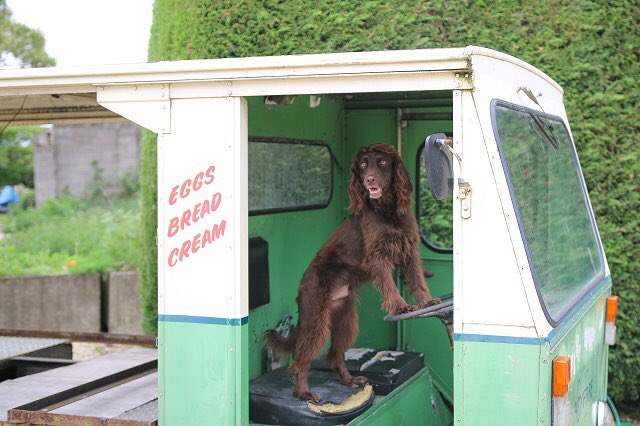 #tbt our stay at the gorgeous old farmhouse <a href="/widbrookgrange/">Widbrook Grange</a> stephandthespaniels.com/2017/06/widbro… #dogfriendlyhotel