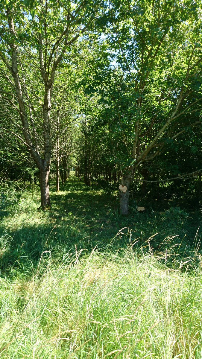 Your walk to the campsite awaits #amplified2017 #throughthetrees #peacefulstroll #camping #underthestars #summer #festivals #rockmusic \m/