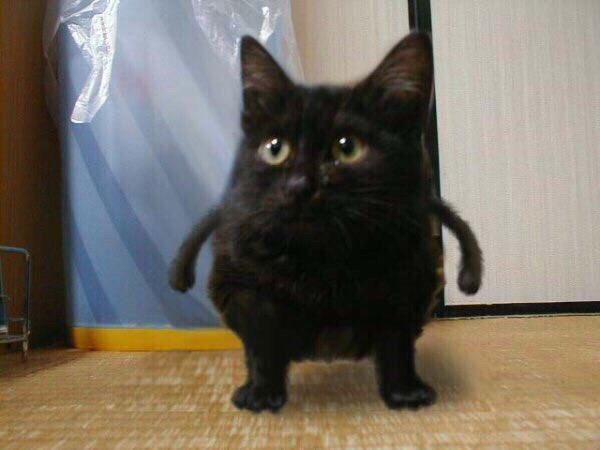 zaaebaloo's tweet photo. здравствуйте, я кот, разбивающий ебала, вам �� левой или с правой? https://t.co/Je25B8VsJo