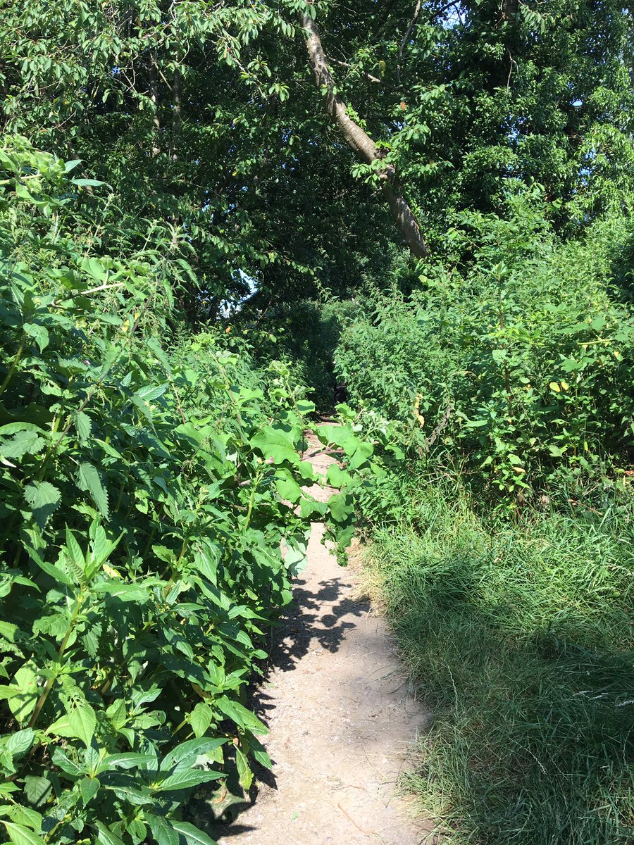 annabennett88's tweet photo. @MoleValleyDC not sure if you own the paths by DRFC. But trying to get a buggy down there is proving difficult! #dosomegardening https://t.co/VT2YGVDN2R