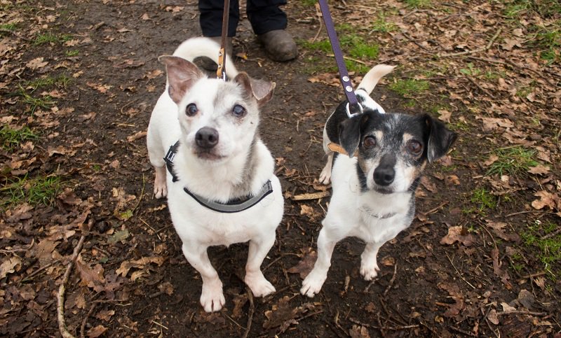 dkldekempen's tweet photo. Asieldieren van de week: Oudjes Daisy en Scooby willen heel graag weg uit het asiel! meer info: https://t.co/4QfEn0lMvj #senior #zoektbaas https://t.co/rBBu7gxrjW
