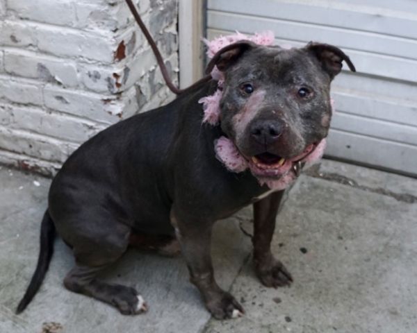 NEW PICTURES!! TRION - A1116379 
TO BE DESTROYED ...

Follow me here for more info and status updates: nycdogs.urgentpodr.org/trion-a1116379/