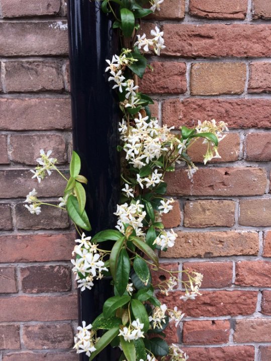 MartinBrenk's tweet photo. De #Toscaanse #Jasmijn (Trachelospermum jasminoides). Een klimplant met stervormige bloemen. Groeit het best op warme plekken in de #zon https://t.co/KYcDf4ku7S